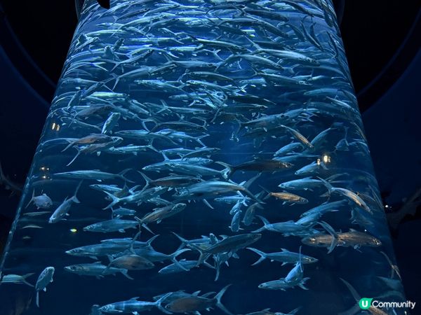 今日去咗海洋公園睇熊貓、各種動物、海洋生物；仲有玩咗好刺激嘅...