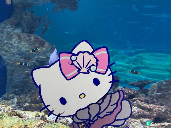 今日去咗海洋公園睇熊貓、各種動物、海洋生物；仲有玩咗好刺激嘅...