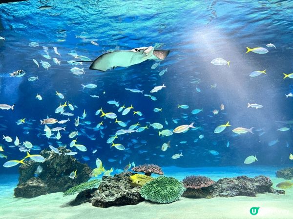 東京陽光水族館（Sunshine Aquarium）係一個位...