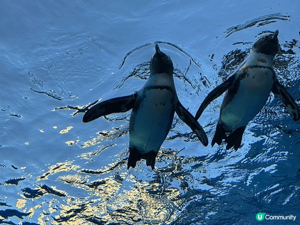 東京陽光水族館（Sunshine Aquarium）係一個位...