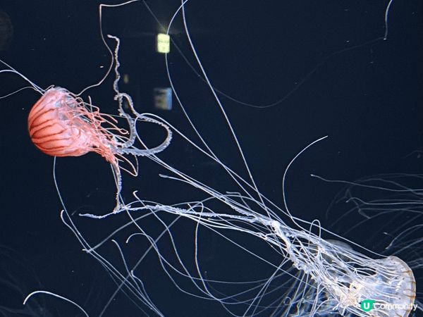東京陽光水族館（Sunshine Aquarium）係一個位...