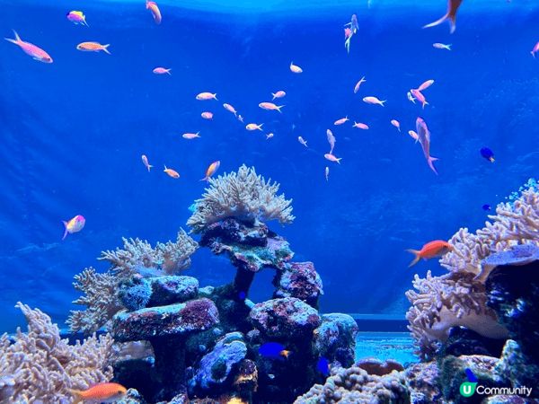東京陽光水族館（Sunshine Aquarium）係一個位...