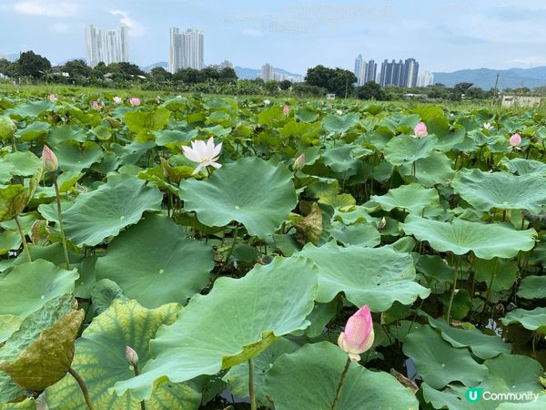 今日想推薦週末好去處『塱原濕地』，入場免費，非常多農田，還可...