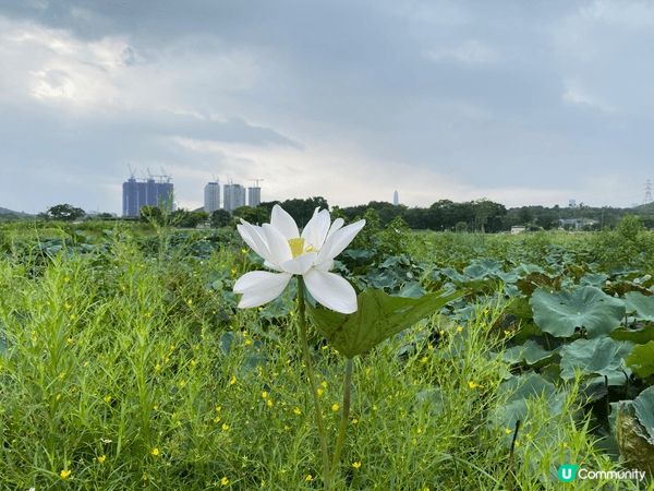 今日想推薦週末好去處『塱原濕地』，入場免費，非常多農田，還可...