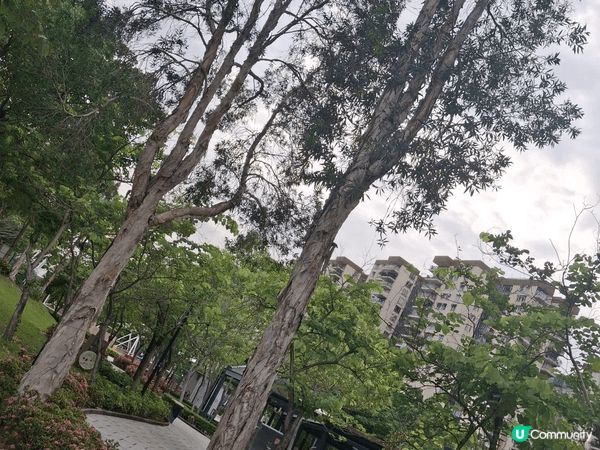 昨日去了荔枝角公園行，好多不同品種植物超級多樣化，行下十分舒...