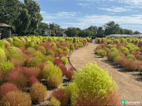 首爾天空公園在每個季節都有不一樣的風景，其中秋天的芒草和波波...