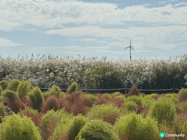 首爾天空公園在每個季節都有不一樣的風景，其中秋天的芒草和波波...