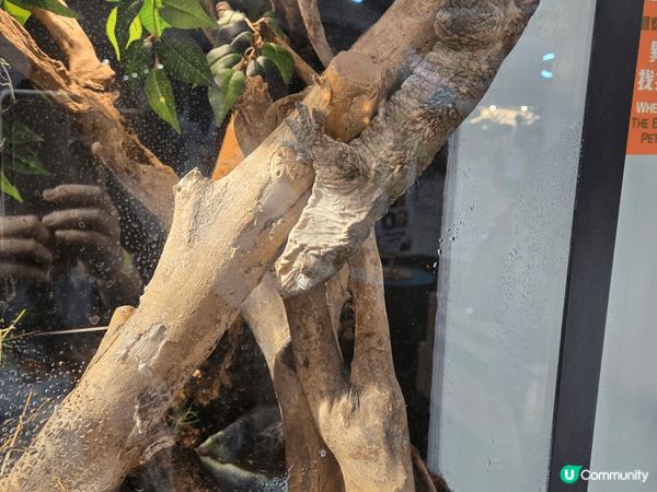 西沙，因為這地方充滿了寵物及運動，可以帶小朋友去與各種寵物接...