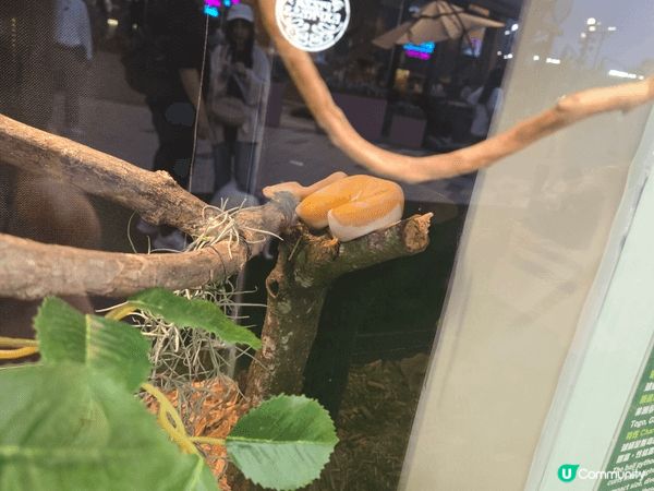 西沙，因為這地方充滿了寵物及運動，可以帶小朋友去與各種寵物接...