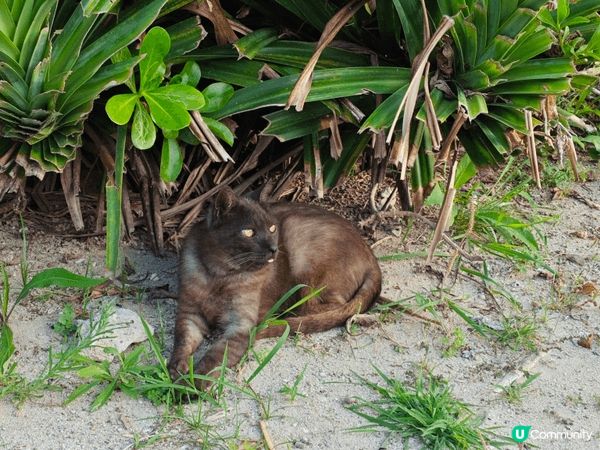 沖繩日本亞熱帶海島，獨特琉球文化，美麗沙灘，二戰遺跡，譽為東...