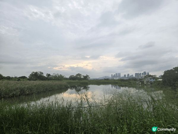 頭三張是在米埔自然保護區拍攝的，這是我在參加基圍時光之旅時拍...
