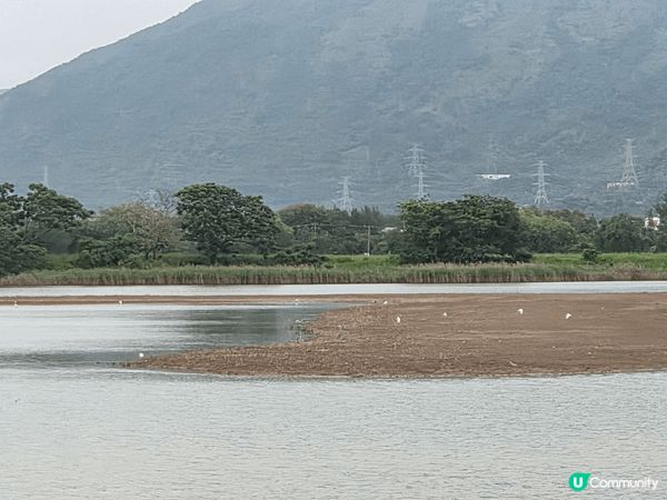 頭三張是在米埔自然保護區拍攝的，這是我在參加基圍時光之旅時拍...