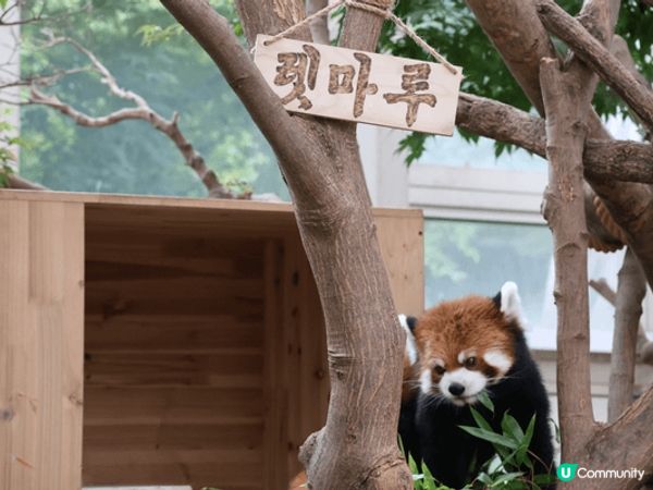 夏日推薦去龍仁愛寶樂園