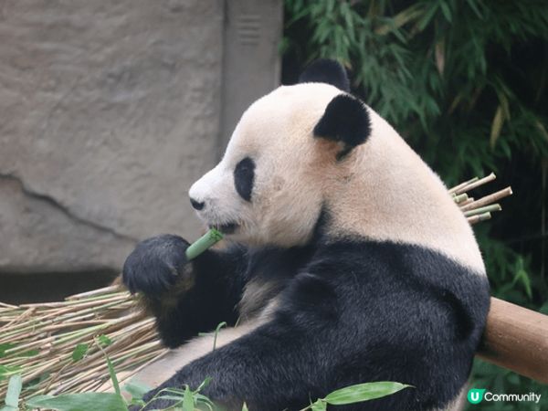 夏日推薦去龍仁愛寶樂園