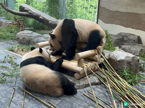 夏日推薦去龍仁愛寶樂園