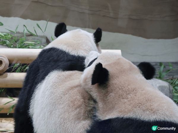 夏日推薦去龍仁愛寶樂園