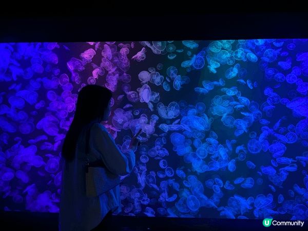 海洋公園 x Sanrio, 巨型布甸狗打卡，充滿活力，夢幻...