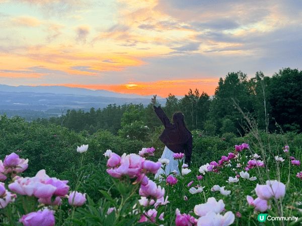 六月踏入富良野麓郷展望台，依個隱世秘境嘅彩色魯冰花開得正盛，...