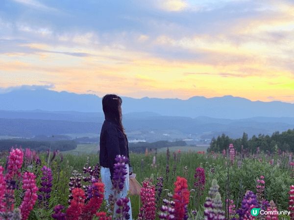 六月踏入富良野麓郷展望台，依個隱世秘境嘅彩色魯冰花開得正盛，...