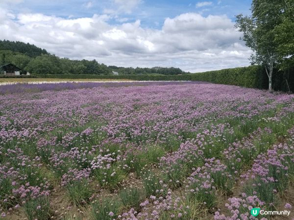 夏天北海道真係好靚 花海 薰衣草雪糕 車厘子一次過享受 最重...