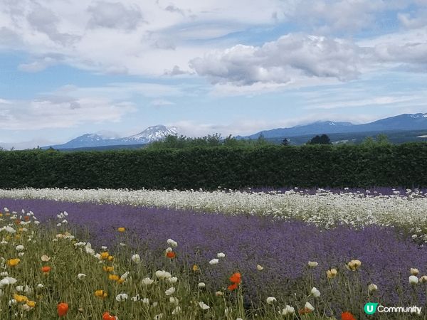 夏天北海道真係好靚 花海 薰衣草雪糕 車厘子一次過享受 最重...