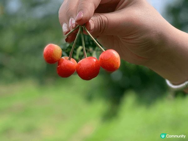 夏天北海道真係好靚 花海 薰衣草雪糕 車厘子一次過享受 最重...