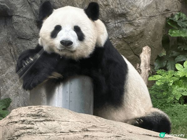Ocean Park HK，lovely panda