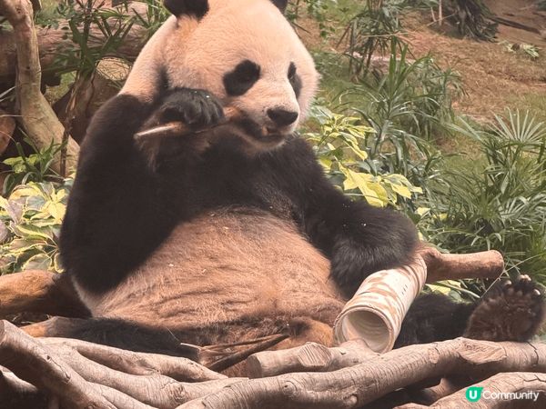 Ocean Park HK，lovely panda