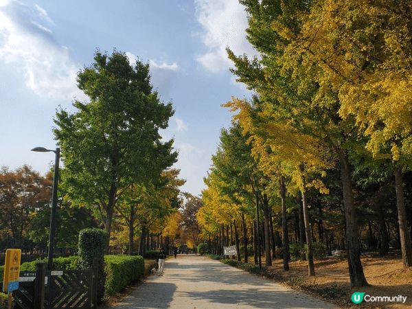 韓國首爾最具代表性的汝矣島漢江公園。它座落於漢江河畔，佔地廣...