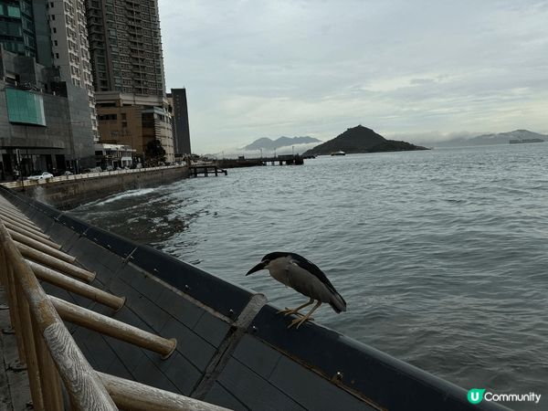 堅尼地城海傍，最大特色是馬路旁邊便是海邊，其次便是可近距離看...