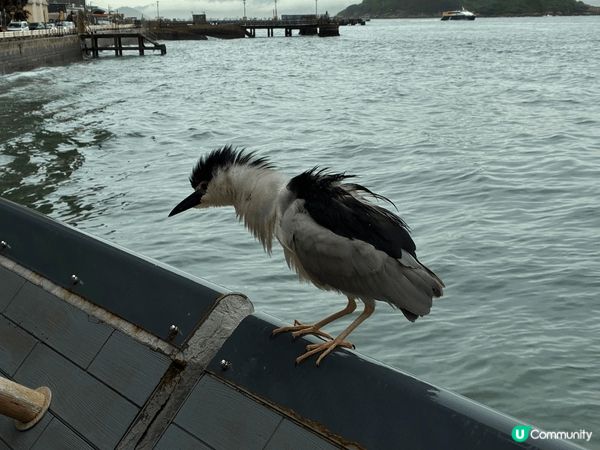 堅尼地城海傍，最大特色是馬路旁邊便是海邊，其次便是可近距離看...