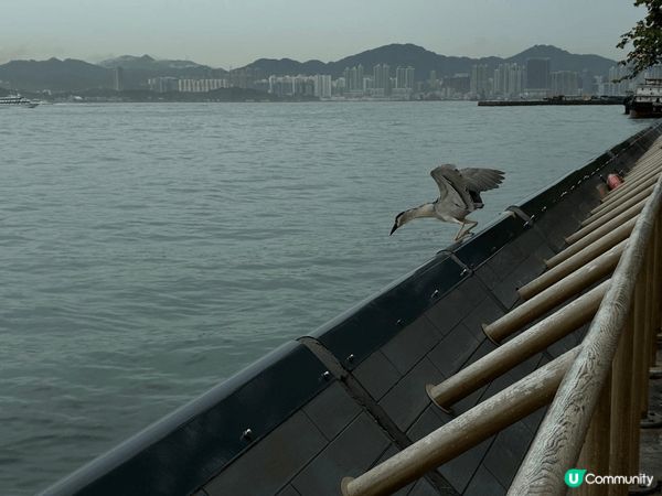堅尼地城海傍，最大特色是馬路旁邊便是海邊，其次便是可近距離看...