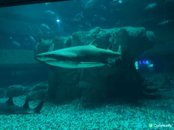 由於上次去海洋公園係學校組織小朋友學習，去完一次小朋友真係好...