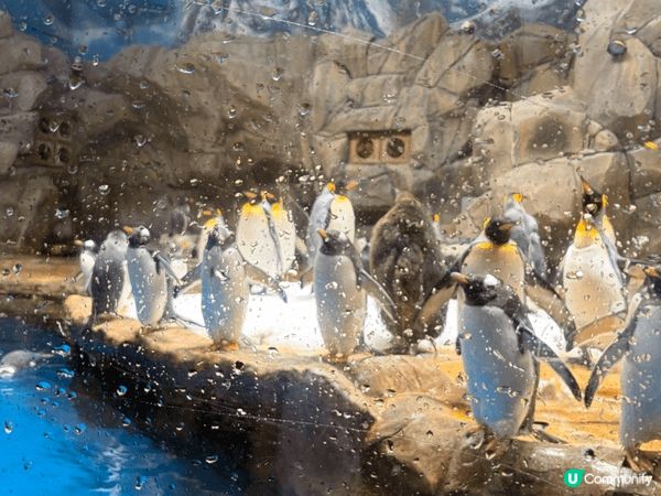 由於上次去海洋公園係學校組織小朋友學習，去完一次小朋友真係好...