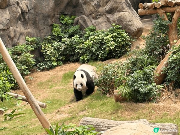 由於上次去海洋公園係學校組織小朋友學習，去完一次小朋友真係好...