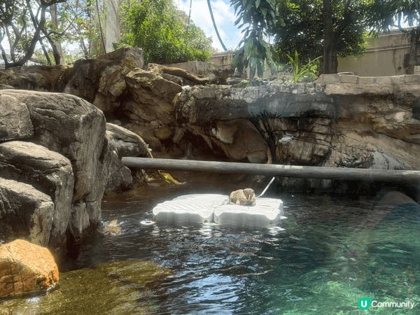 由於上次去海洋公園係學校組織小朋友學習，去完一次小朋友真係好...