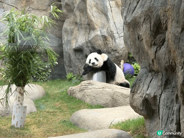 由於上次去海洋公園係學校組織小朋友學習，去完一次小朋友真係好...