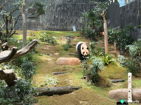由於上次去海洋公園係學校組織小朋友學習，去完一次小朋友真係好...