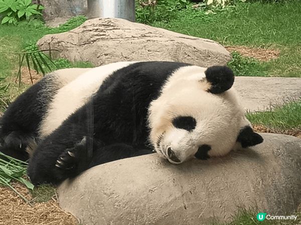 夏天生日入場海洋公園見見熊貓同企鵝,可惜家人沒空一齊去,女女...