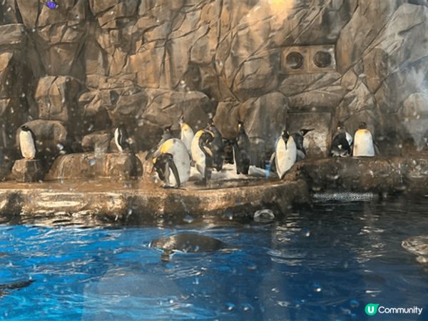 第一至三張在海洋公園拍照，看了企鵝，熊貓及海豚表演想玩其他未...