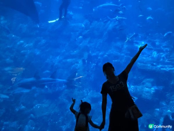 在海洋公園海洋奇觀館入面有巨型觀賞屏能感受到震撼的視覺效果，...