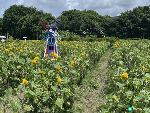 同bb去游水、食西瓜同睇太陽花