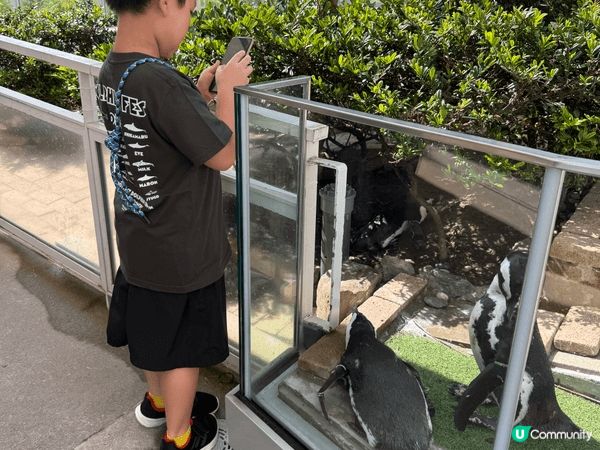 日本夏日之旅，同小豬豬玩遊戲，企鵝都喜歡曬太陽，享受同太陽伯...