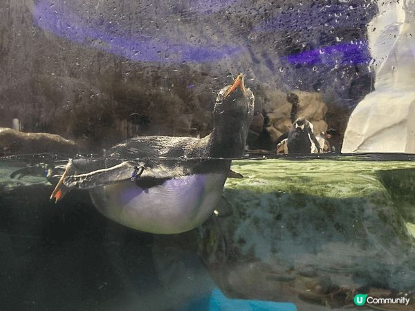 夏日最適合 去 海洋公園 看熊貓 企鵝