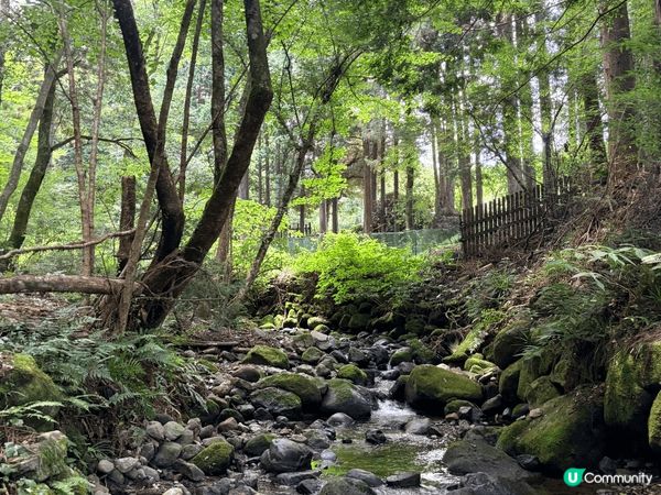 我哋一個時候夏天去咗靜岡嘅伊豆半島，三島skywalk。非常...