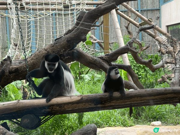 夏日炎炎，一家大小去清遠長隆睇下動物同互動！享受家庭樂
