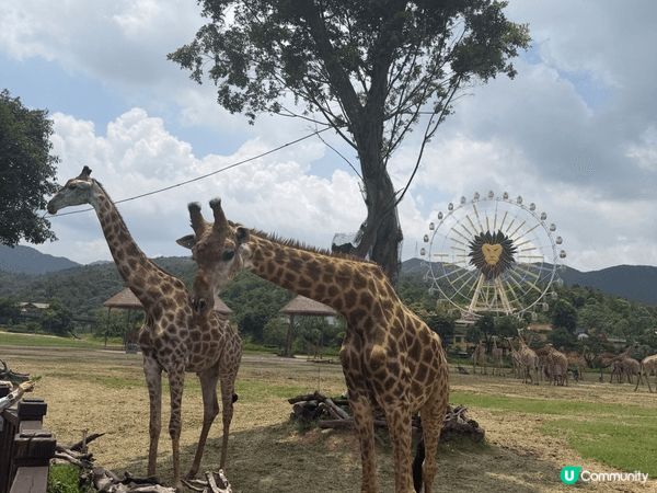 夏日炎炎，一家大小去清遠長隆睇下動物同互動！享受家庭樂