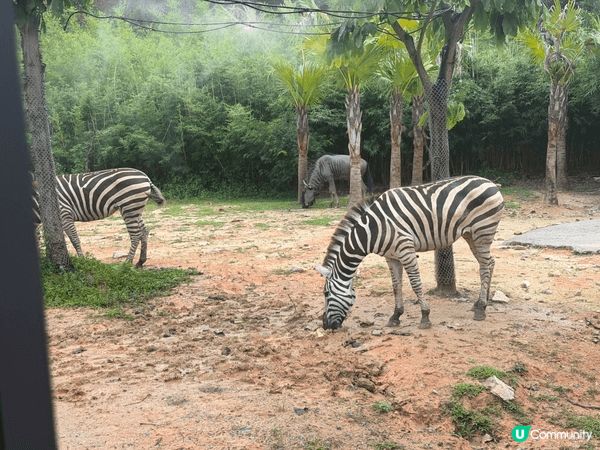 夏日炎炎，一家大小去清遠長隆睇下動物同互動！享受家庭樂
