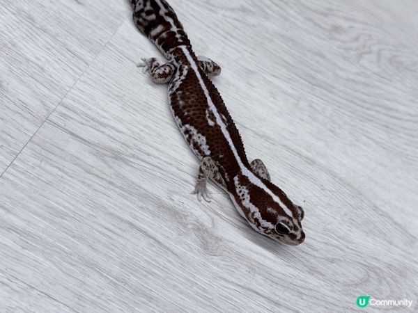 同小朋友去minizoo 真係一個好新鮮既體驗，估唔到小朋友...