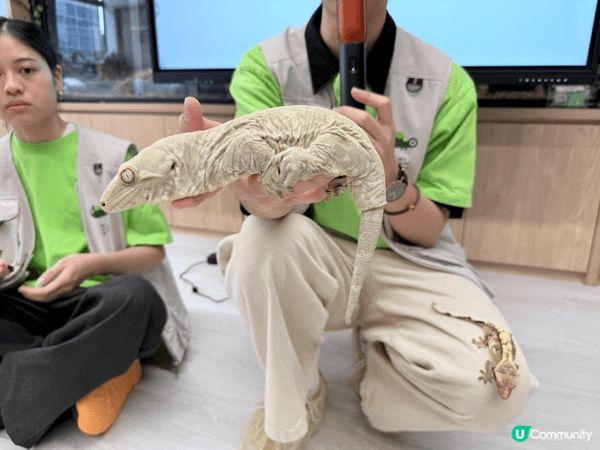 同小朋友去minizoo 真係一個好新鮮既體驗，估唔到小朋友...